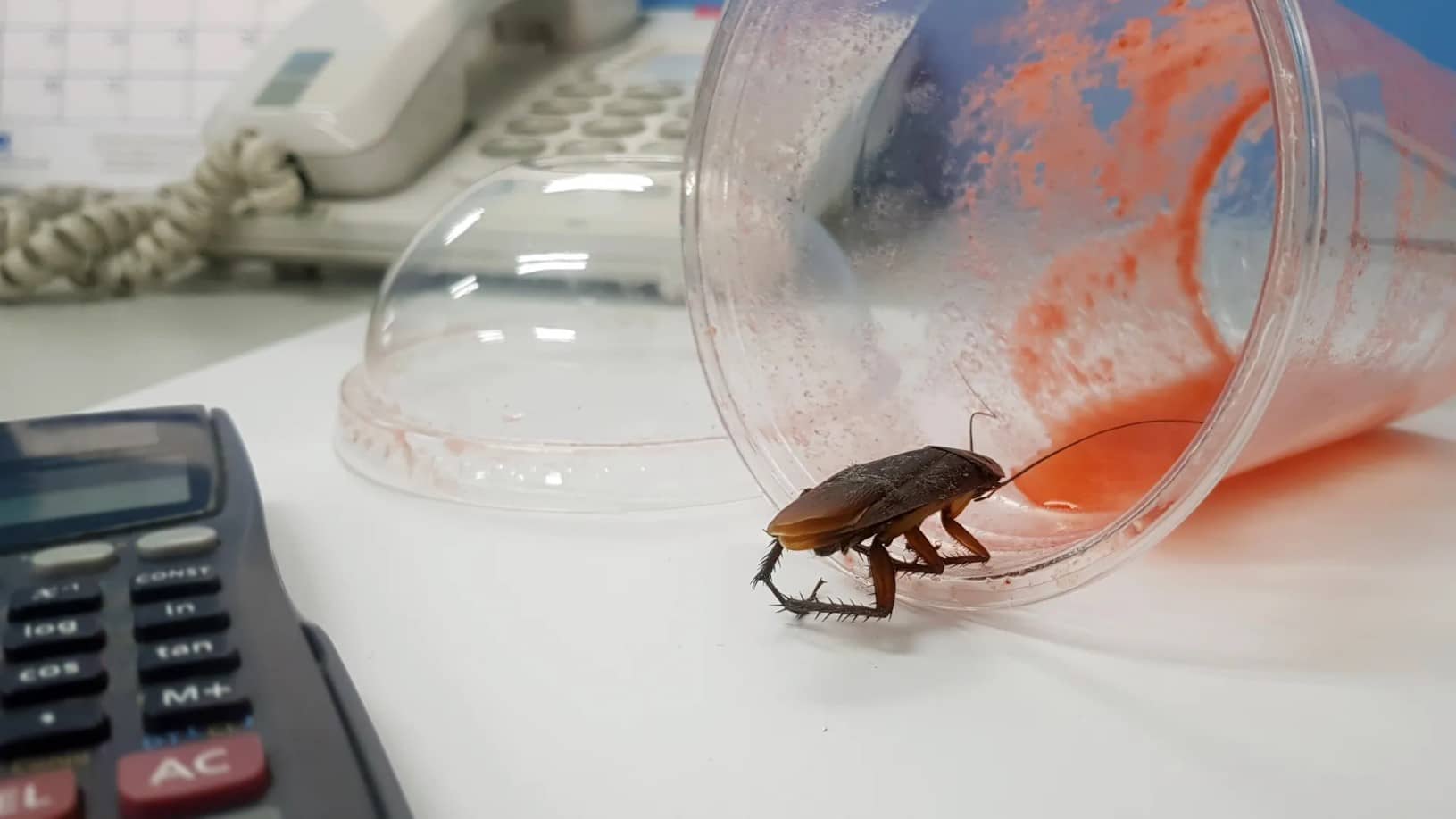 Common signs of pests in office – cockroach on desk